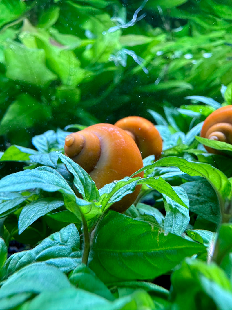 3 Gold Mystery Snails (Pomacea Bridgesii) - [AquaticMotiv]