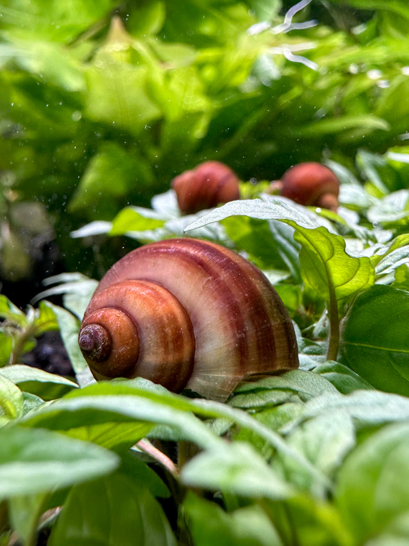 3 Chestnut Mystery Snails (Pomacea Bridgesii) - [AquaticMotiv]