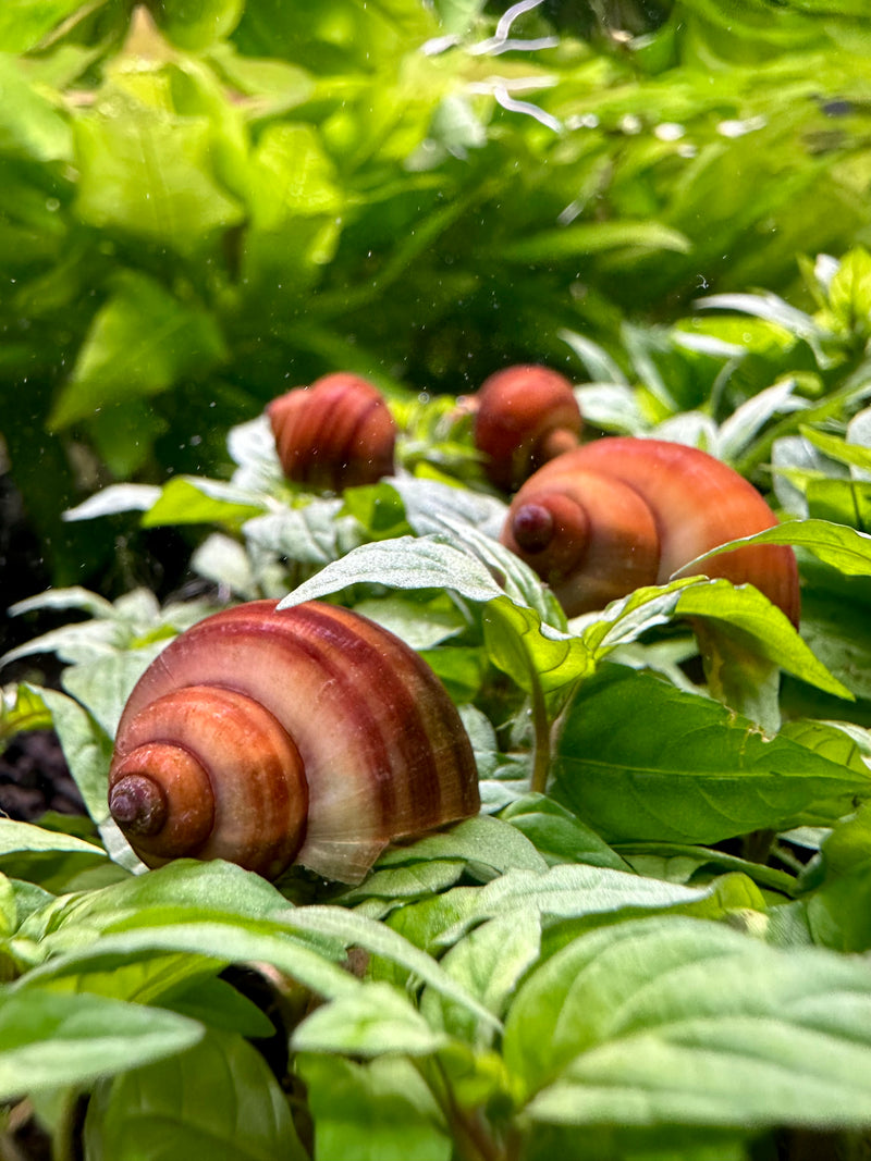 3 Chestnut Mystery Snails (Pomacea Bridgesii) - [AquaticMotiv]