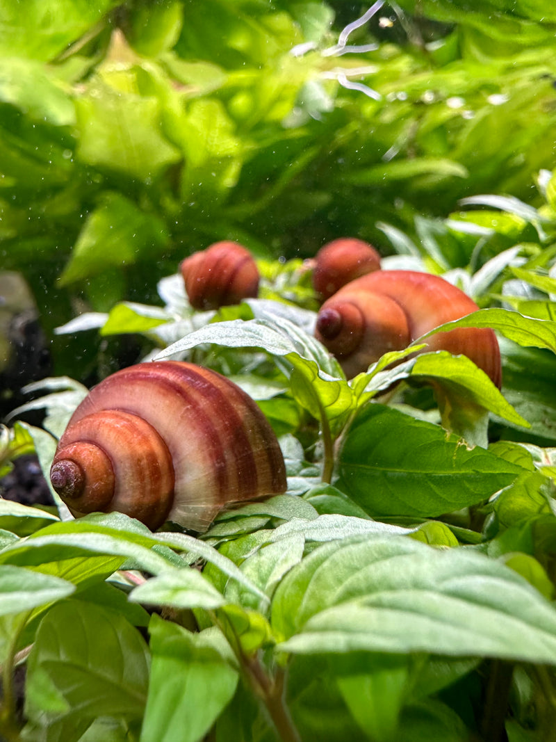 3 Chestnut Mystery Snails (Pomacea Bridgesii) - [AquaticMotiv]