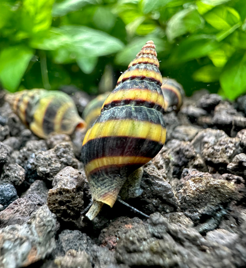 3 Assassin Snails (Clea Helena) - [AquaticMotiv]