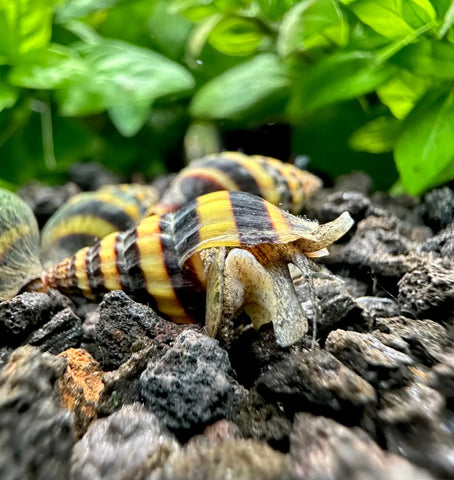 Assassin Snail Care Guide: Care Diet Behavior Parameters Habitat Health.