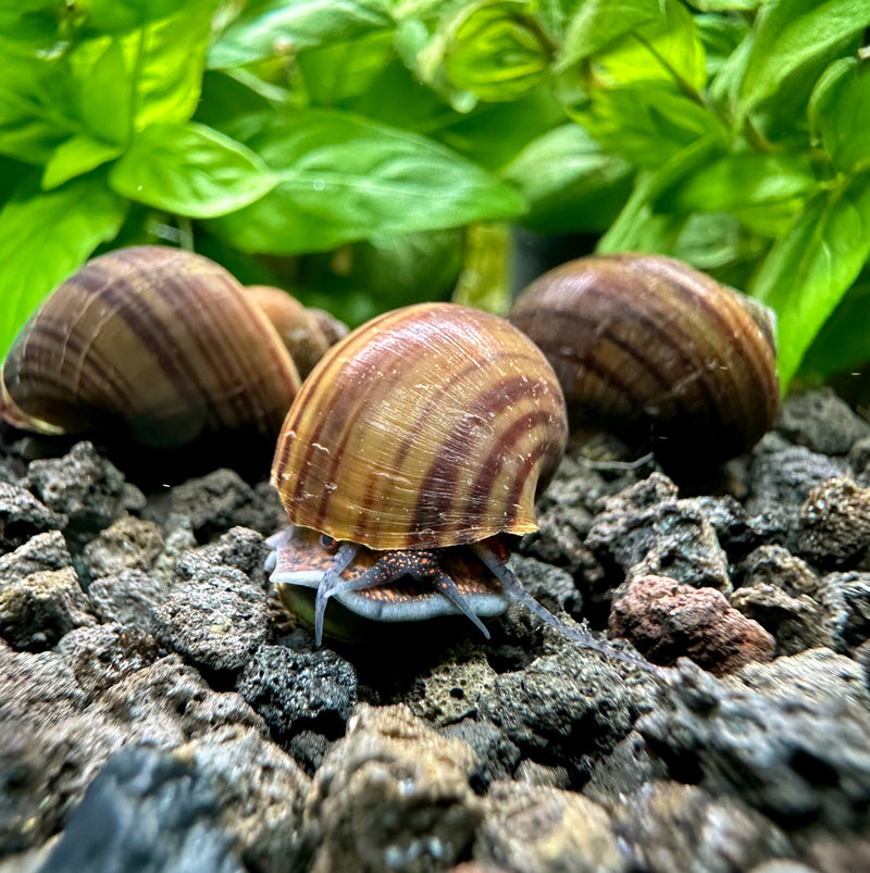 3 Black Mystery Snails (Pomacea Bridgesii) - [AquaticMotiv]