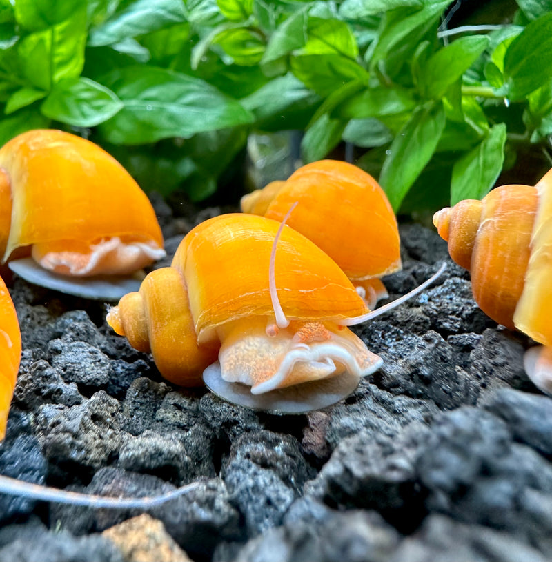3 Gold Mystery Snails (Pomacea Bridgesii) - [AquaticMotiv]