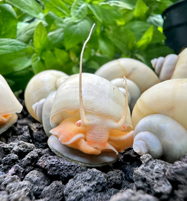 3 Ivory Mystery Snails (Pomacea Bridgesii) - [AquaticMotiv]