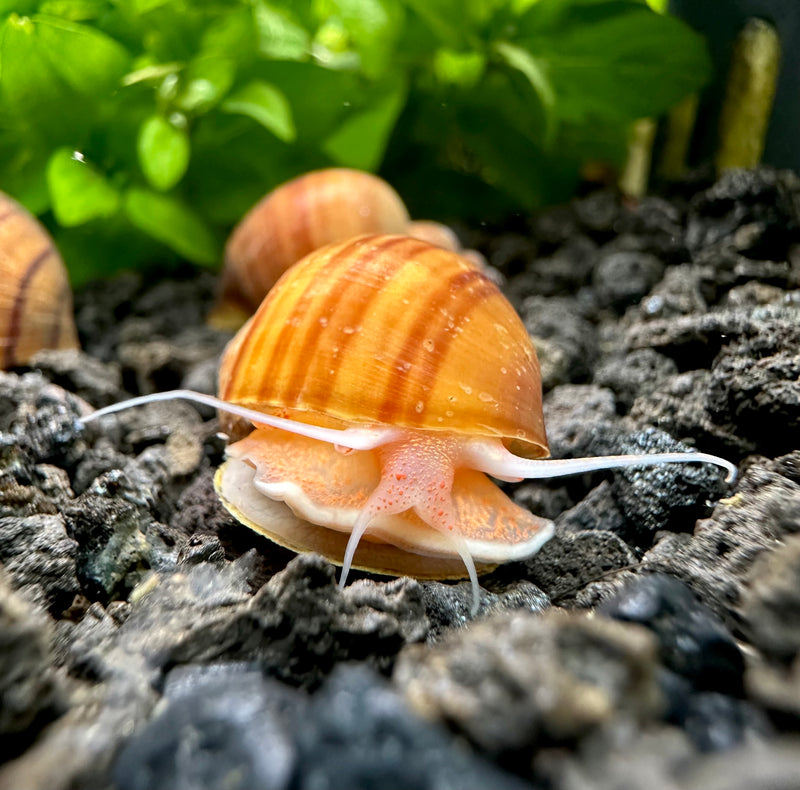 3 Chestnut Mystery Snails (Pomacea Bridgesii) - [AquaticMotiv]