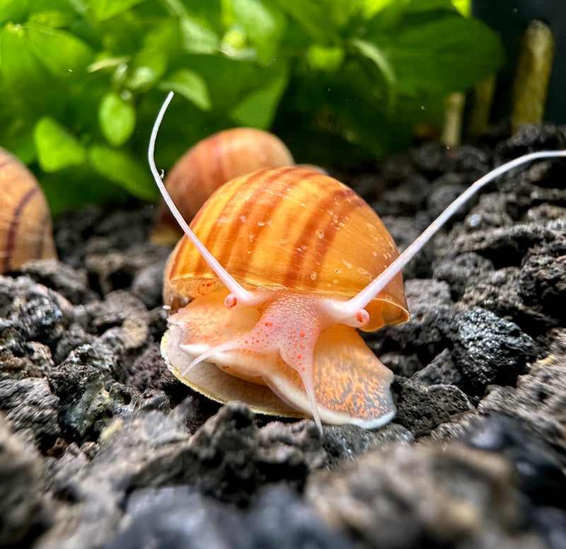 3 Chestnut Mystery Snails (Pomacea Bridgesii) - [AquaticMotiv]