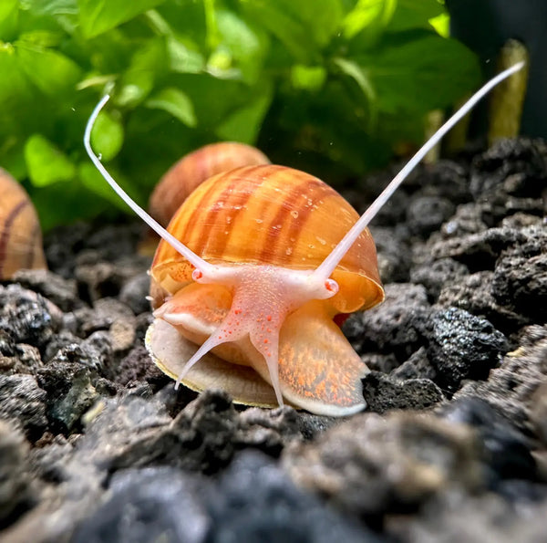 Mystery snail care guide
