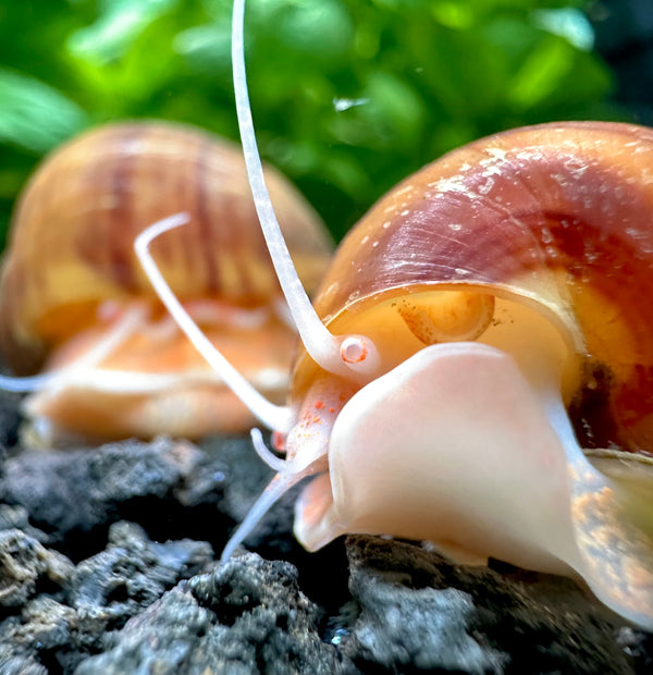 3 Chestnut Mystery Snails (Pomacea Bridgesii)