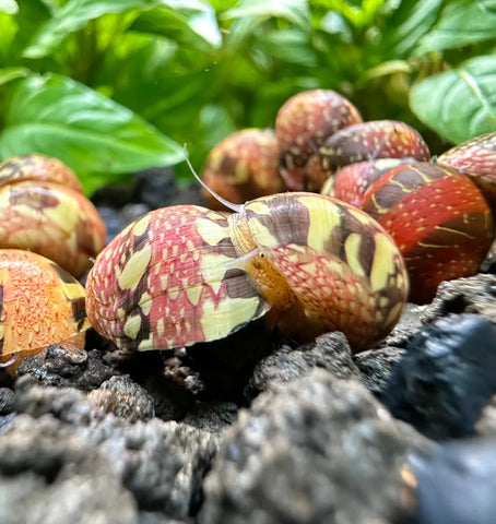 Red Pumpkin Striped Nerite Snails