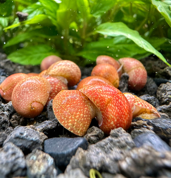 Red Pumpkin Nerite Snail x3 *RARE* - [AquaticMotiv]