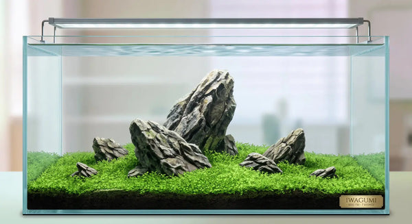Aquascaping Styles Explained: Dutch Nature Iwagumi and Biotope