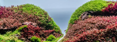 PAR a look at photosynthetically active radiation.