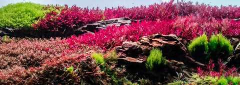 PAR a look at photosynthetically active radiation.