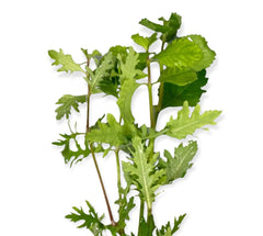 Top 10 Easy Aquarium Plants for Beginners