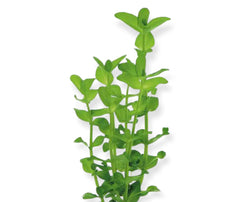 Top 10 Easy Aquarium Plants for Beginners