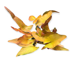 Top 10 Easy Aquarium Plants for Beginners