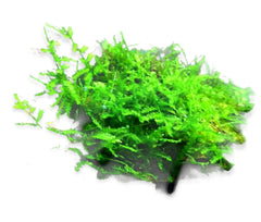 Top 10 Easy Aquarium Plants for Beginners