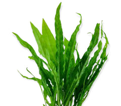 Top 10 Easy Aquarium Plants for Beginners