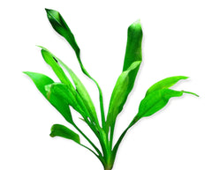 Top 10 Easy Aquarium Plants for Beginners