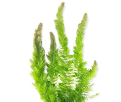 Top 10 Easy Aquarium Plants for Beginners