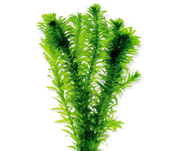 Top 10 Easy Aquarium Plants for Beginners