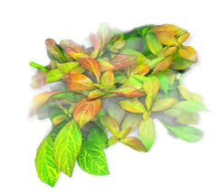 Top 10 Easy Aquarium Plants for Beginners