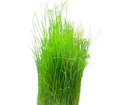 Top 5 Best Foreground Plants for Beginners