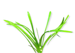 Top 5 Best Foreground Plants for Beginners