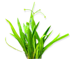 Top 5 Best Foreground Plants for Beginners
