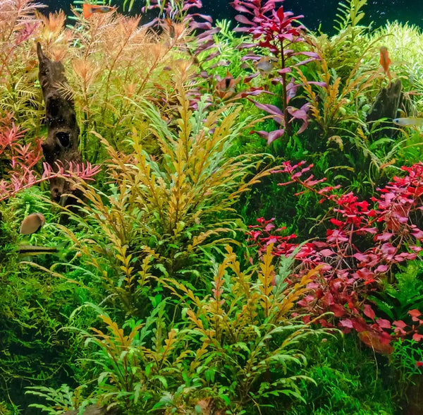 Aquarium nitrogen cycle guide