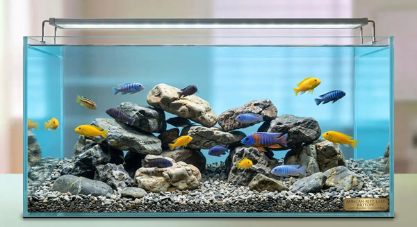 Aquascaping Styles Explained: Dutch Nature Iwagumi and Biotope