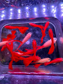 A vibrant albino full red guppy pair with flowing pale gold fins swimming in a clear plastic container