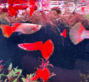 Albino Full Red Guppy (Pair) - [AquaticMotiv]