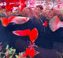 Albino full red guppy pair with vibrant red fan-like flowing tails swimming gracefully in a freshwater aquarium