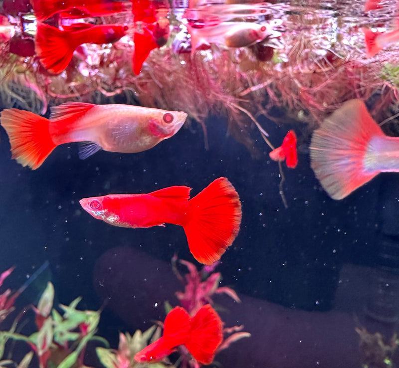 Albino Full Red Guppy (Pair) - [AquaticMotiv]