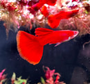 Albino full red guppy pair vibrant red fish with flowing fan tail fins swimming gracefully in aquarium
