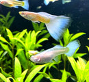 A translucent albino full white platinum guppy pair with pale yellow bodies and blue tipped fins among green plants