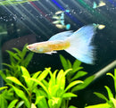 Albino Full White Platinum Guppy (Pair) - [AquaticMotiv]