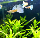 Albino full white platinum guppy pair swims gracefully through lush green aquatic plants in a natural aquarium setting