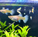 Albino full white platinum guppy pair featuring slender translucent fish with delicate blue tipped fins in freshwater aquarium