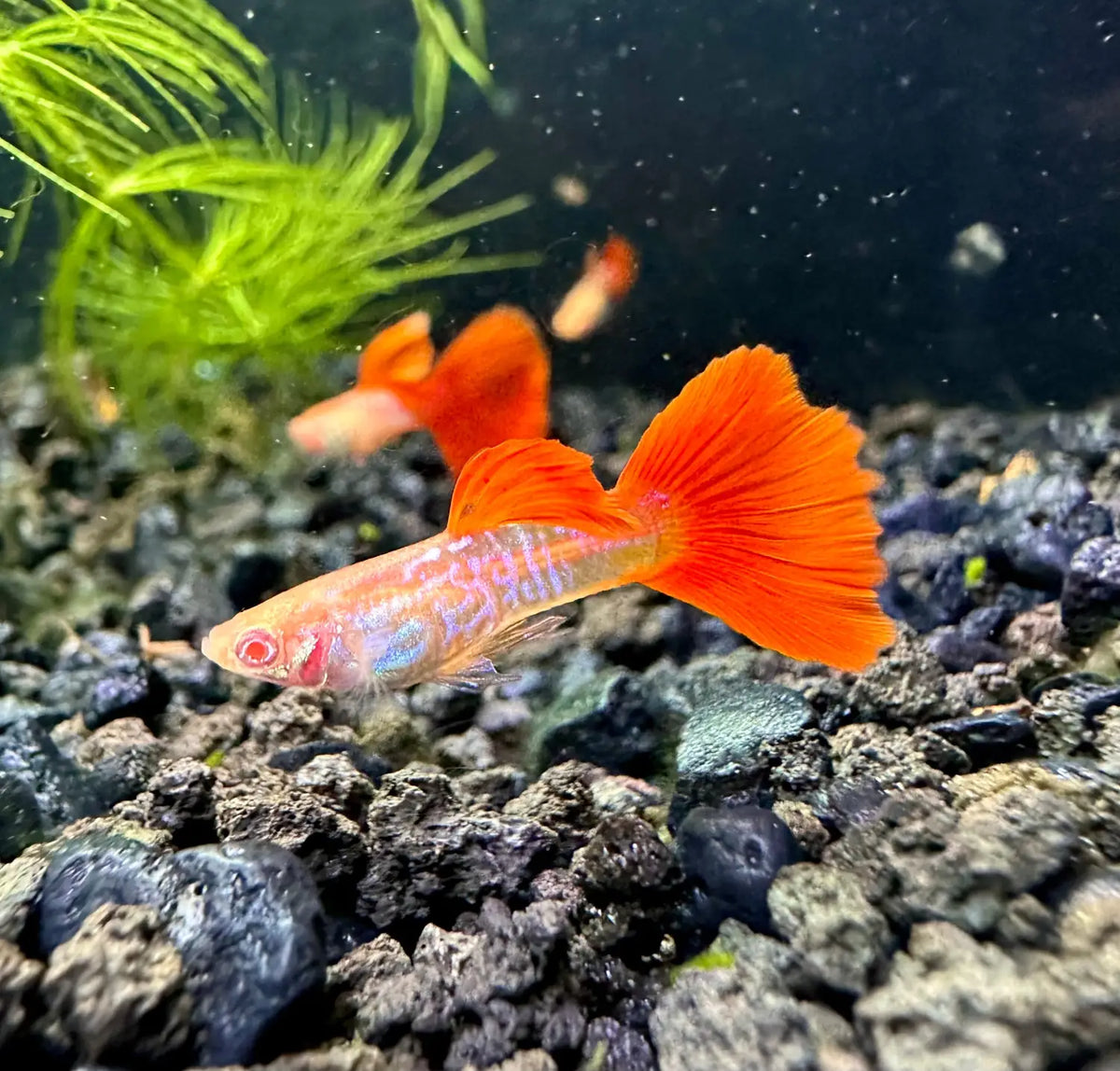 Albino Red Tail Snakeskin Guppy Pair for Color Contrast