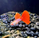 Albino red tail snakeskin guppy pair featuring vibrant orange fish with iridescent pink and blue markings over gravel