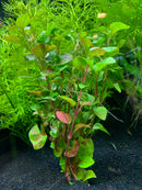Alternanthera Ficoidea 'Red' - AquaticMotiv
