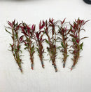 Five bundled alternating reineckii live aquarium plants with reddish green leaves and slender stems tied at base