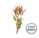 Alternanthera reineckii 6-bunch live aquarium plant bundle with vibrant pink and green slender aquatic stems tied at base