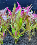 Purple and green Alternanthera Reineckii Lilacina in aquarium soil
