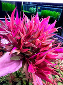 Vibrant pink and red Alternanthera Reineckii Lilacina with feathery leaves