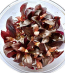 Alternanthera Reineckii Mini Tissue Culture - [AquaticMotiv]