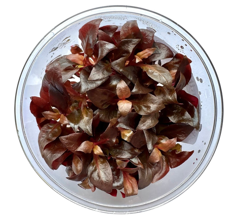 Alternanthera Reineckii Mini Tissue Culture - [AquaticMotiv]